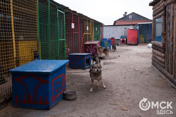 "Омские хвостики" попадут в fashion-календарь "Омские хвостики" попадут в fashion-календарь