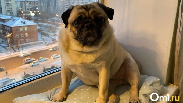 В Новосибирске и Омске корма для животных за год подорожали более чем на 30%