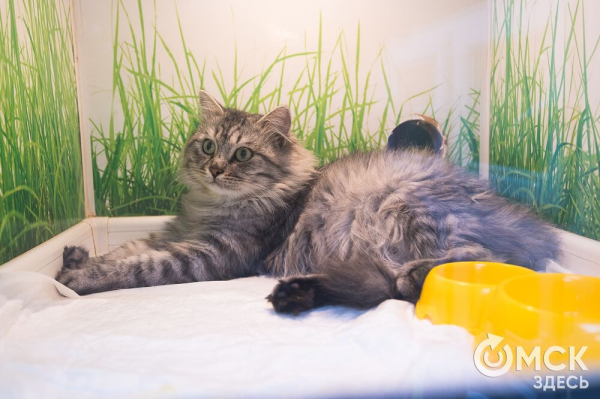 "Омские хвостики" попадут в fashion-календарь "Омские хвостики" попадут в fashion-календарь