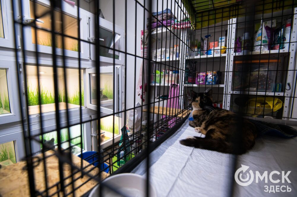 "Омские хвостики" попадут в fashion-календарь "Омские хвостики" попадут в fashion-календарь