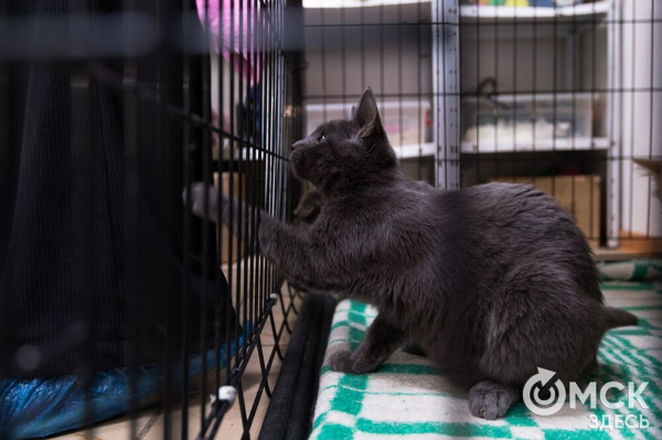 "Омские хвостики" попадут в fashion-календарь "Омские хвостики" попадут в fashion-календарь