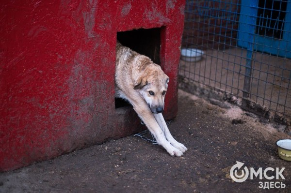 "Омские хвостики" попадут в fashion-календарь "Омские хвостики" попадут в fashion-календарь