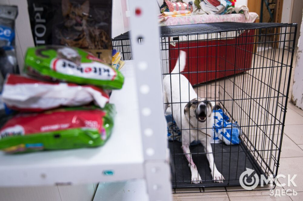 "Омские хвостики" попадут в fashion-календарь "Омские хвостики" попадут в fashion-календарь