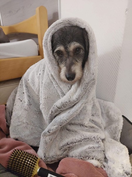 Бездомная собака-омичка добралась до Германии