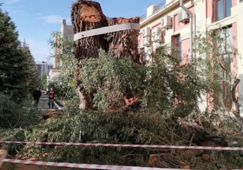 В Омске полностью снесли 100-летнюю «Белую иву» В Омске полностью снесли 100-летнюю «Белую иву»