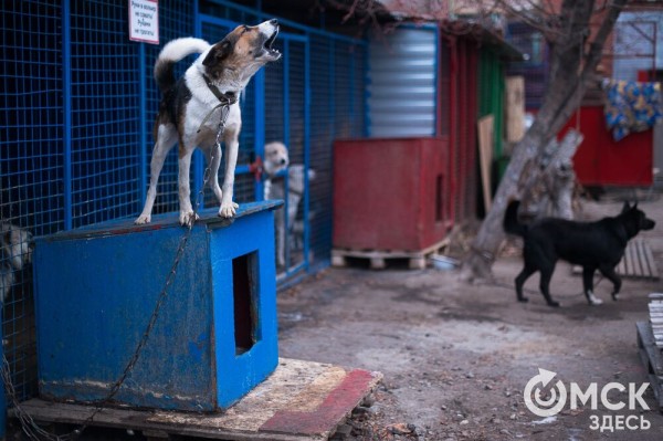 "Омские хвостики" попадут в fashion-календарь "Омские хвостики" попадут в fashion-календарь