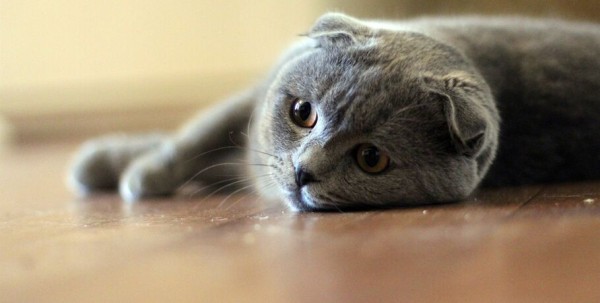 Как понять своего питомца?