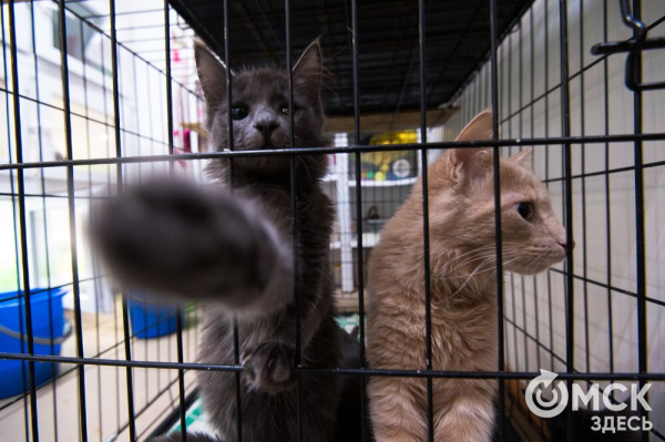 "Омские хвостики" попадут в fashion-календарь "Омские хвостики" попадут в fashion-календарь