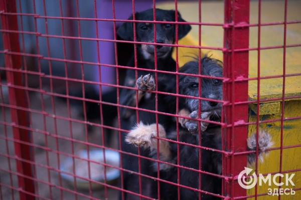 "Омские хвостики" попадут в fashion-календарь "Омские хвостики" попадут в fashion-календарь