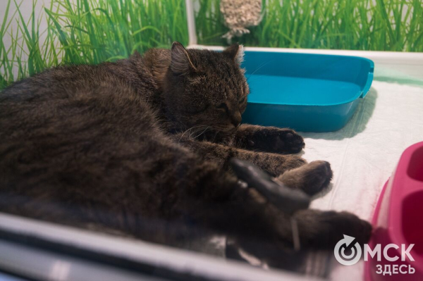 "Омские хвостики" попадут в fashion-календарь "Омские хвостики" попадут в fashion-календарь