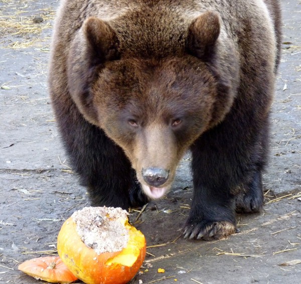 
									В Большереченском зоопарке животные отпраздновали День тыквы   [ФОТО]  