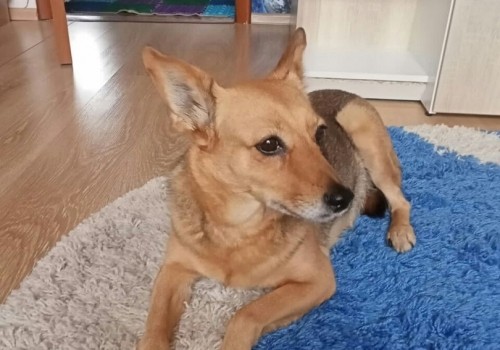 В Омске ищут новый дом собаке погибшего на Донбассе бойца