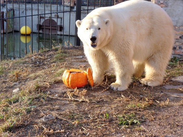 
									В Большереченском зоопарке животные отпраздновали День тыквы   [ФОТО]  