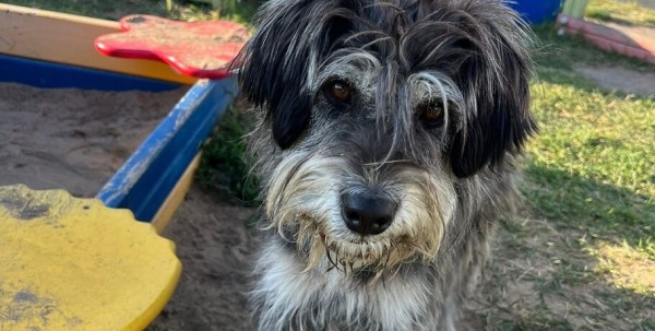 Бездомная собака-омичка добралась до Германии