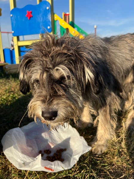 Бездомная собака-омичка добралась до Германии