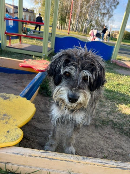 Бездомная собака-омичка добралась до Германии