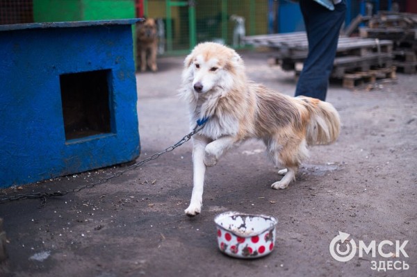 "Омские хвостики" попадут в fashion-календарь "Омские хвостики" попадут в fashion-календарь