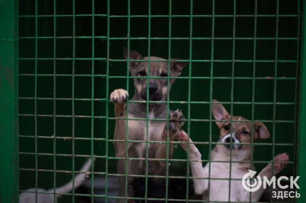 "Омские хвостики" попадут в fashion-календарь "Омские хвостики" попадут в fashion-календарь