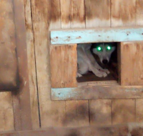 У омских потомков знаменитых заводчиков Демидовых изъяли построенный своими руками дом