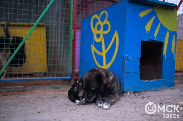 "Омские хвостики" попадут в fashion-календарь "Омские хвостики" попадут в fashion-календарь