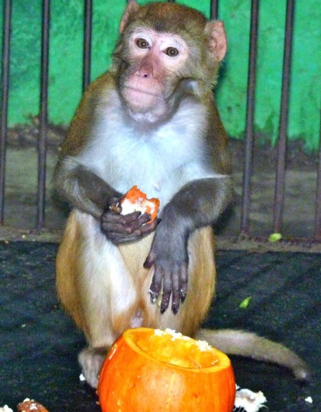 
									В Большереченском зоопарке животные отпраздновали День тыквы   [ФОТО]  