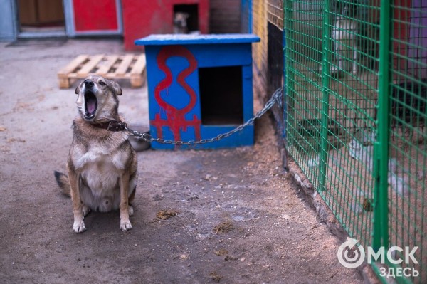 "Омские хвостики" попадут в fashion-календарь "Омские хвостики" попадут в fashion-календарь