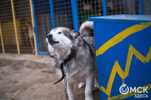 "Омские хвостики" попадут в fashion-календарь "Омские хвостики" попадут в fashion-календарь