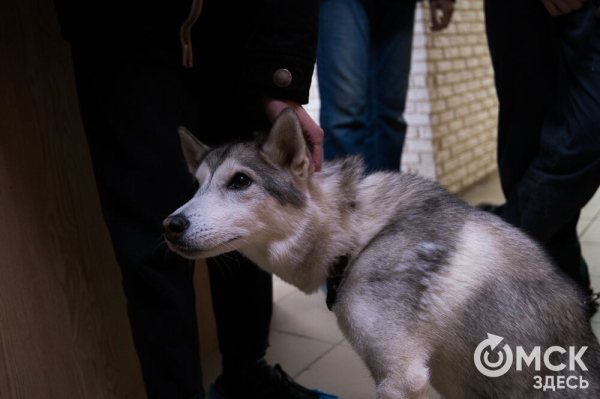 "Омские хвостики" попадут в fashion-календарь "Омские хвостики" попадут в fashion-календарь