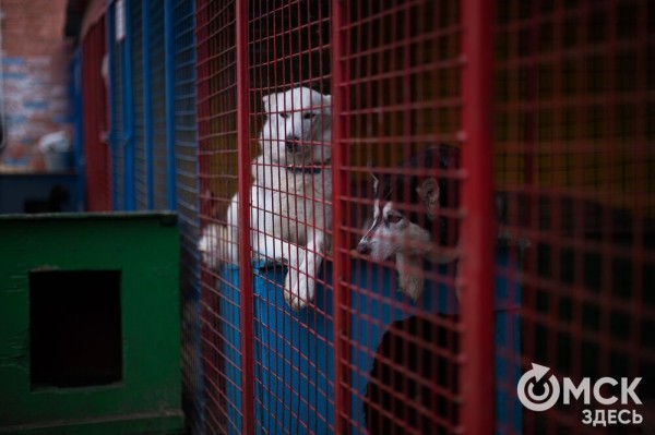 "Омские хвостики" попадут в fashion-календарь "Омские хвостики" попадут в fashion-календарь