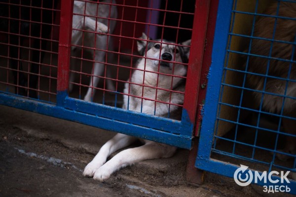 "Омские хвостики" попадут в fashion-календарь "Омские хвостики" попадут в fashion-календарь