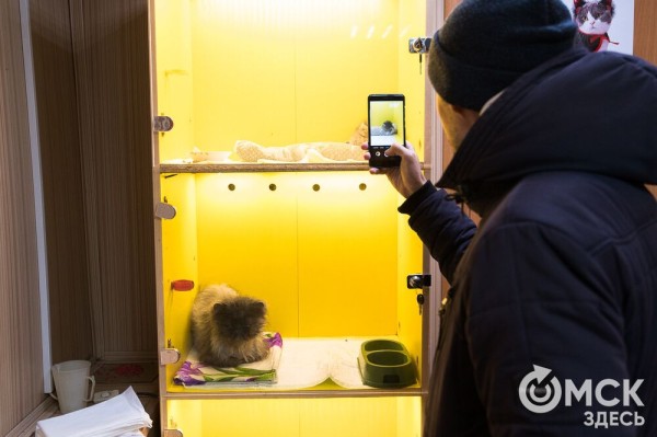 "Омские хвостики" попадут в fashion-календарь "Омские хвостики" попадут в fashion-календарь