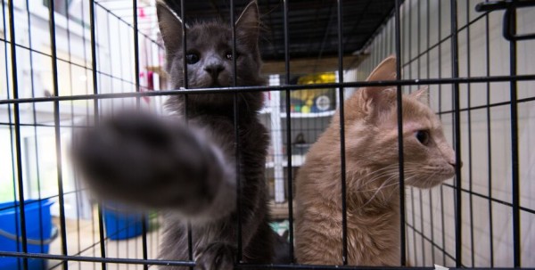 "Омские хвостики" попадут в fashion-календарь "Омские хвостики" попадут в fashion-календарь