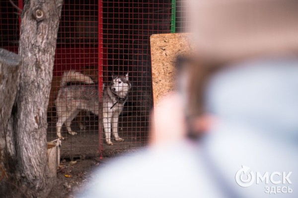 "Омские хвостики" попадут в fashion-календарь "Омские хвостики" попадут в fashion-календарь