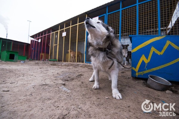 "Омские хвостики" попадут в fashion-календарь "Омские хвостики" попадут в fashion-календарь