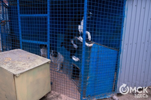 "Омские хвостики" попадут в fashion-календарь "Омские хвостики" попадут в fashion-календарь