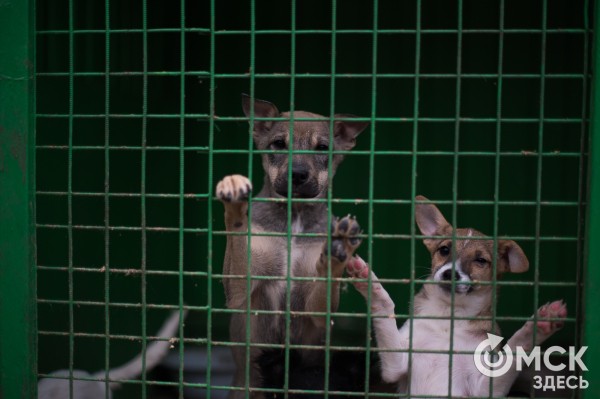 "Омские хвостики" попадут в fashion-календарь "Омские хвостики" попадут в fashion-календарь