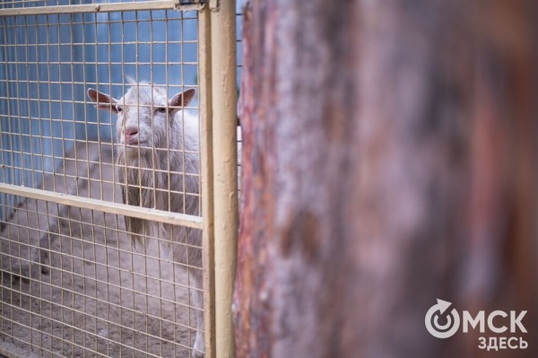 "Омские хвостики" попадут в fashion-календарь "Омские хвостики" попадут в fashion-календарь