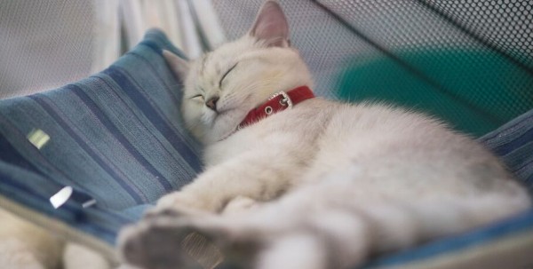 Россияне покупают товары с котиками чаще, чем с кроликами