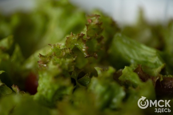 Готовим по традиции. Пробуем национальные закуски жителей Омской области Готовим по традиции. Пробуем национальные закуски жителей Омской области