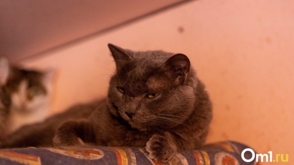 Неизвестный опасный вирус обнаружили у кошек в Новосибирске