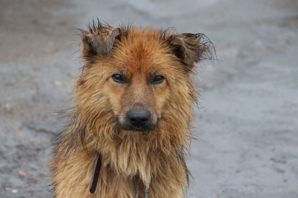 На территории омской школы стая собак напала на мальчика
На территории омской школы стая собак напала на мальчика