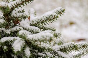 Погода в Омске, матч "Аргентина" - "Хорватия" и Костенко Марина Борисовна. Что ищут омичи в интернете 14 декабря.