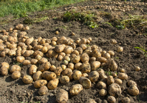 Суду над бизнесменами из Калачинска, присвоившими около 50 бюджетных млн, конца-краю не видно