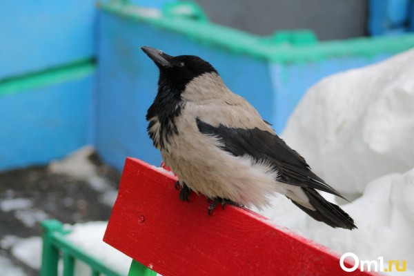 &laquo;Проходил мимо. Смотрю &ndash; бабушки плачут&raquo;: омич спас ворону и до сих пор с ней дружит