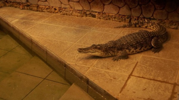 "Была сова с черепно-мозговой травмой, мы её вылечили". Интервью с врачом-экзотологом "Была сова с черепно-мозговой травмой, мы её вылечили". Интервью с врачом-экзотологом