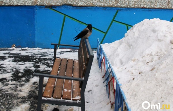 &laquo;Проходил мимо. Смотрю &ndash; бабушки плачут&raquo;: омич спас ворону и до сих пор с ней дружит