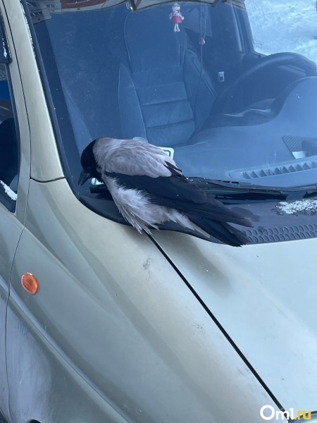 &laquo;Проходил мимо. Смотрю &ndash; бабушки плачут&raquo;: омич спас ворону и до сих пор с ней дружит