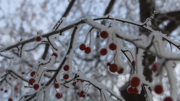 Избегайте долгих поездок: МЧС напомнило омичам об опасностях, которые таит в себе метель