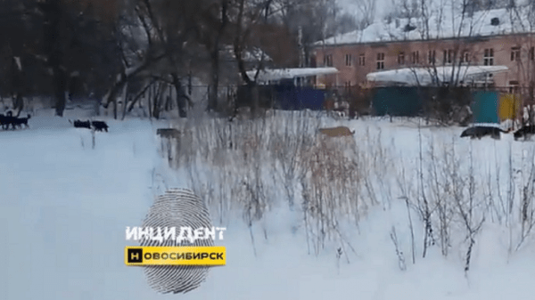 «Огромные, дикие дворняги»: стая бродячих собак держит в страхе новосибирцев. ВИДЕО «Огромные, дикие дворняги»: стая бродячих собак держит в страхе новосибирцев. ВИДЕО