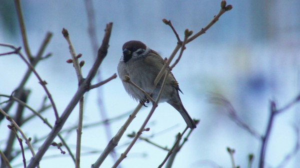 Зима уже всё? Сразу после Крещения в Омск придёт оттепель, как весной Зима уже всё? Сразу после Крещения в Омск придёт оттепель, как весной
